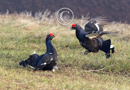 Pair Black Grouse Fighting DM1031